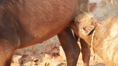 Close macro shot of buffalo feeding calf Video stock 151836451