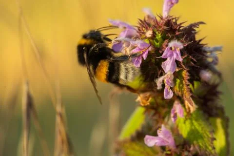 Close up Macro shot of a bumblebee flying on purple flowers gathering honest  Stockfoto's