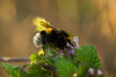 Close up Macro shot of a bumblebee flying on purple flowers gathering honest  Stockfoto's