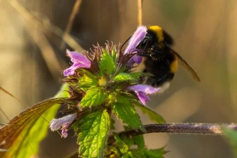 Close up Macro shot of a bumblebee flying on purple flowers gathering honest  Stock-Fotos