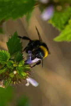 Close up Macro shot of a bumblebee flying on purple flowers gathering honest  库存照片