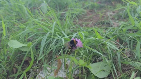 Close-Up Macro Shot of Bumblebee Pollinating Wildflower in Natural Meadow Stock Footage 346395744