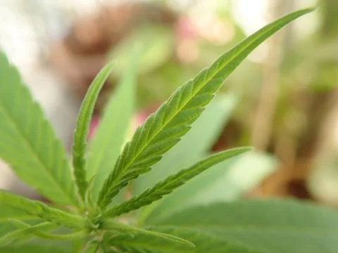 Close Up Macro Shot of Cannabis Plant Leaf Stock Photos