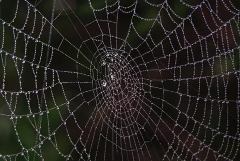 Close-up macro shot captures the geometry of a spiderweb Vídeos de archivo 348645638