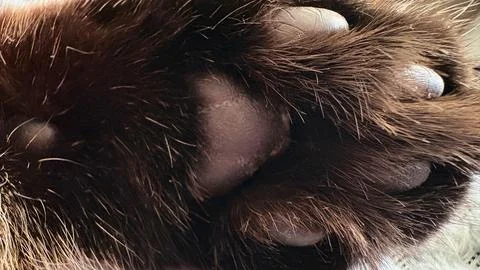 A close-up macro shot of a cat's soft black paw, showing the pads and fluff.. Stock Photos