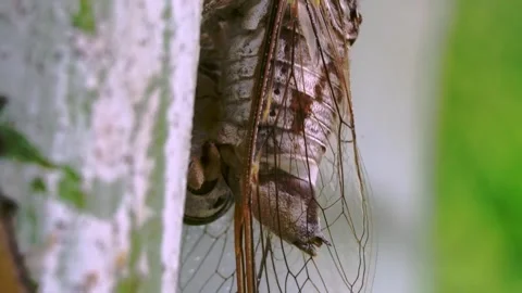 Close up macro shot of a cicada clinging to a tree trunk. Detailed view of .. Video stock 330765767