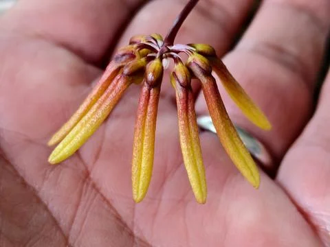 Close-up Macro Shot of a Cluster of Delicate Yellow and Reddish-Brown Orchi.. Foto stock