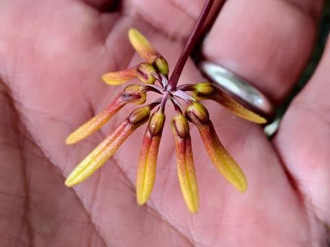 Close-up Macro Shot of a Cluster of Delicate Yellow and Reddish-Brown Orchi.. Stock Photos