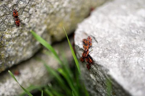 A close-up macro shot of a cluster of firebugs gathering on stone surfaces Stock Photos