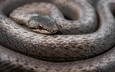 Close-up macro shot of coiled Smooth snake (Coronella austriaca) 스톡 사진
