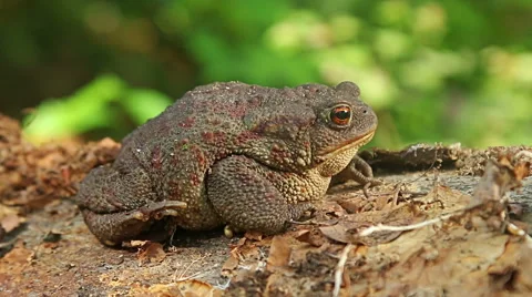 Close up macro shot of Common Toad in wild birch forest sitting on the ground Stock Footage 65407218