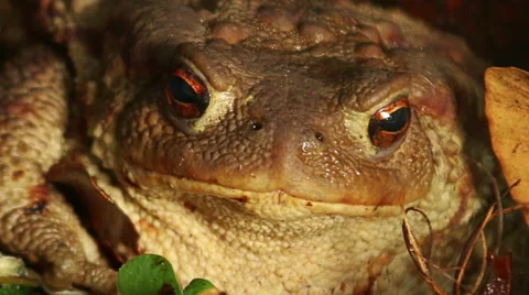 Close up macro shot of Common Toad in wild birch forest sitting on the ground Stock Footage 65407354