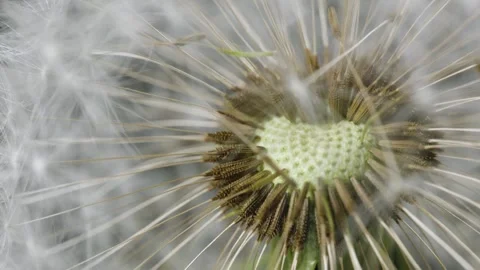 Up close macro shot of a dandelion flower. Stock Footage 276890874