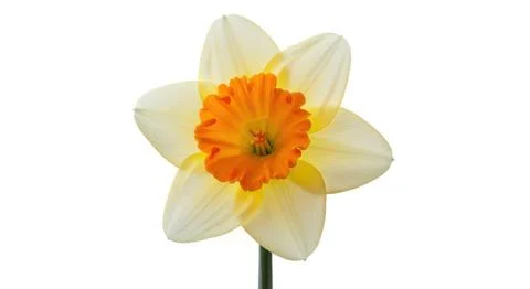 Close-up macro shot of a delicate white daffodil flower with a vibrant oran.. 스톡 일러스트