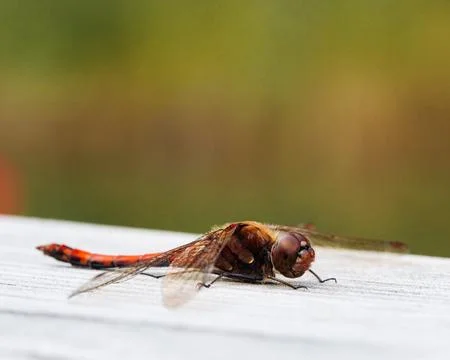 Close up macro shot of a dragon fly resting on a wooden plank Stock Photos
