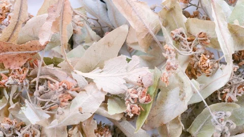 A close-up macro shot of dried linden leaves and flowers. Slider shot. 動画素材 296561122