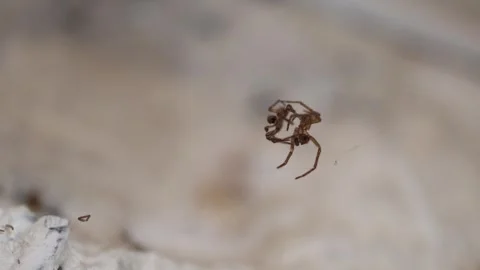 Close up macro shot of a dried spider suspended on a thin web strand against a s Stock Footage 314519127