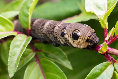 Close Up Macro Shot of an Elephant Hawk Moth Caterpillar Feeding on a Leaf Stock Photos