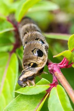 Close Up Macro Shot of an Elephant Hawk Moth Caterpillar Feeding on a Leaf Stock Photos