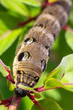 Close Up Macro shot of an Elephant Hawk Moth Caterpillar Resting on a Plant.. Stock-Fotos