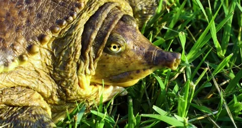 Close up macro shot of a female Spiny Softshell Turtle Apalone spinifera Stock Footage 243180140