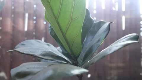 Close-up Macro Shot of Fiddle Leaf Fig Leaves in Sunlit Backyard Stock Footage 334704614