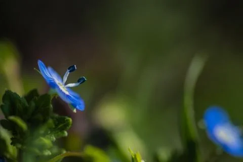 Close up macro shot of field flower in meadow. Fotos de archivo