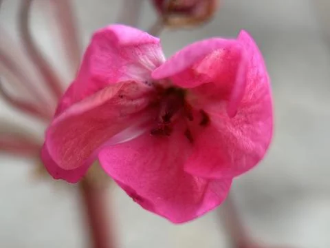 Close macro shot of a flower Foto stock