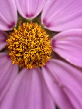 Close macro shot of a flower Stock Photos
