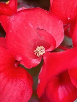 Close macro shot of a flower Stock Photos