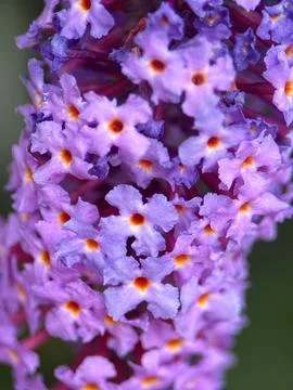 Close macro shot of a flower Foto stock
