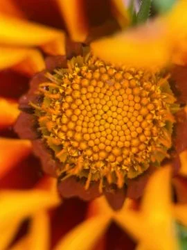 Close macro shot of a flower Foto stock