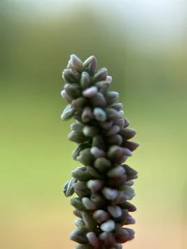 Close macro shot of a flower Stock Photos