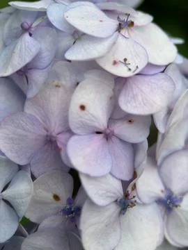Close macro shot of a flower Foto stock