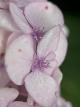 Close macro shot of a flower Stock Photos
