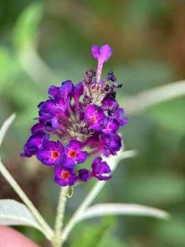 Close macro shot of a flower Foto stock