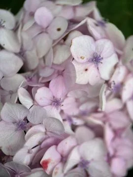 Close macro shot of a flower Foto stock
