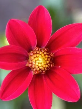 Close macro shot of a flower Stock Photos