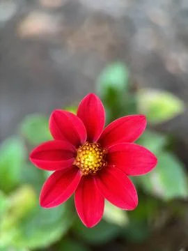 Close macro shot of a flower Stock Photos
