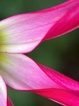 Close macro shot of a flower Stock Photos