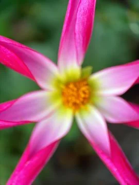 Close macro shot of a flower Stock Photos