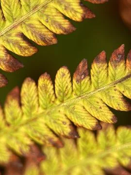 Close macro shot of a flower Stock Photos