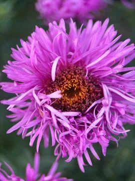 Close macro shot of a flower Foto stock