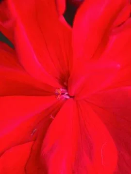 Close macro shot of a flower Stock Photos