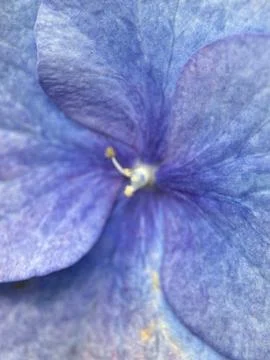 Close macro shot of a flower Foto stock