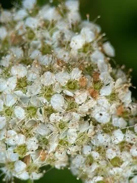 Close macro shot of a flower Foto stock