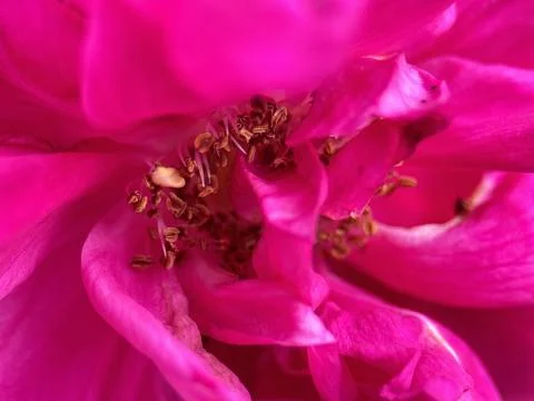 Close macro shot of a flower Foto stock
