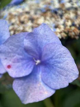 Close macro shot of a flower Stock Photos