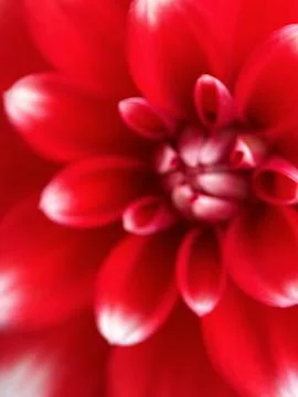 Close macro shot of a flower Foto stock