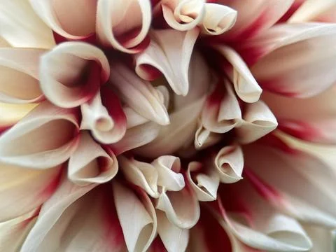 Close macro shot of a flower Stock Photos
